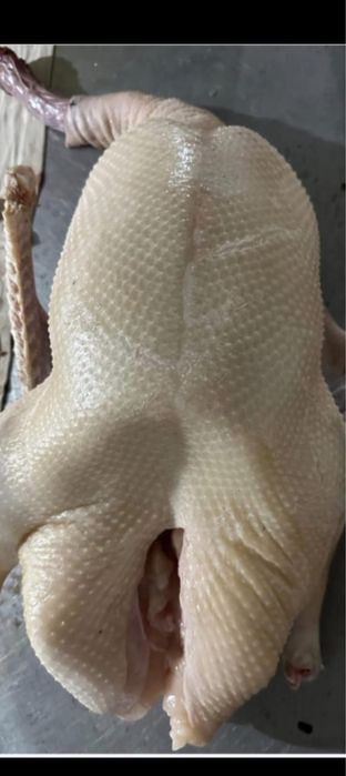 Гуси домашние 3500 -1 кг