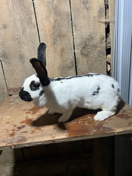 Vand femela fluture pestrit german