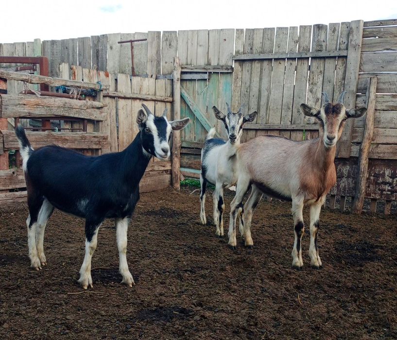 Козы альпийские чистопородные
