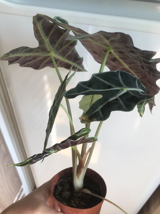 Комнатные цветы