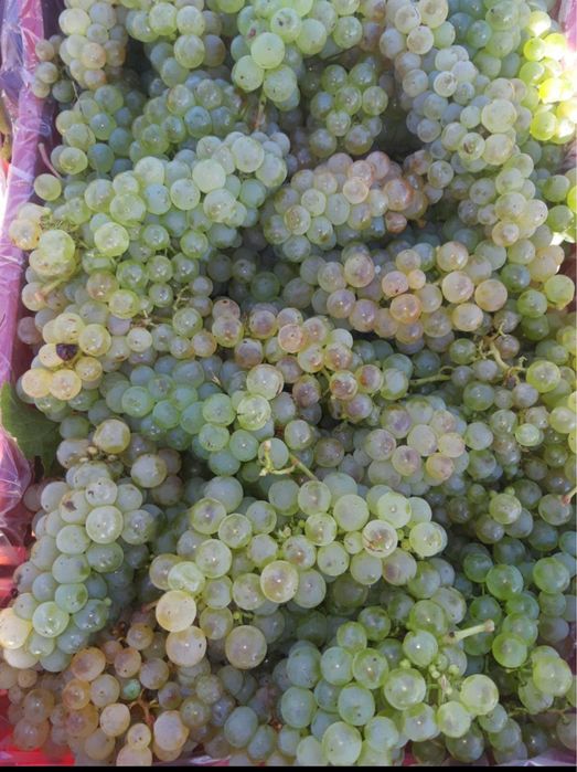 Vand struguri de vin productie 2025