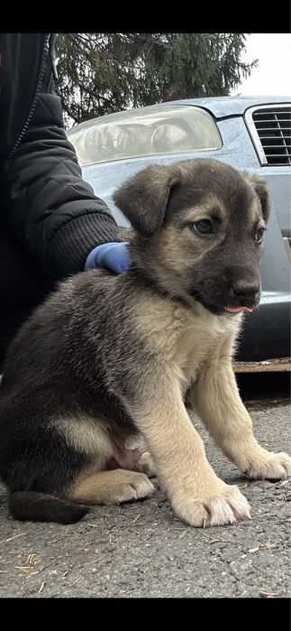 Donez catel pentru curte