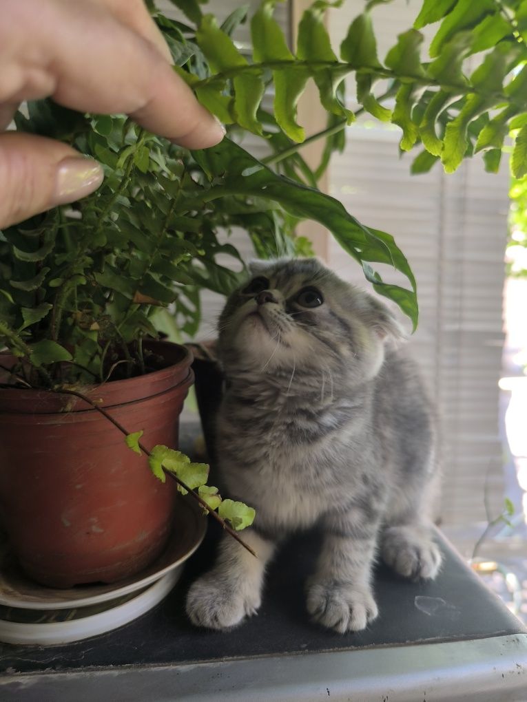 Продаются котята вислоухие скотишфолд