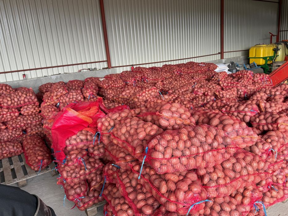 Cartofi de consul recent ambalat