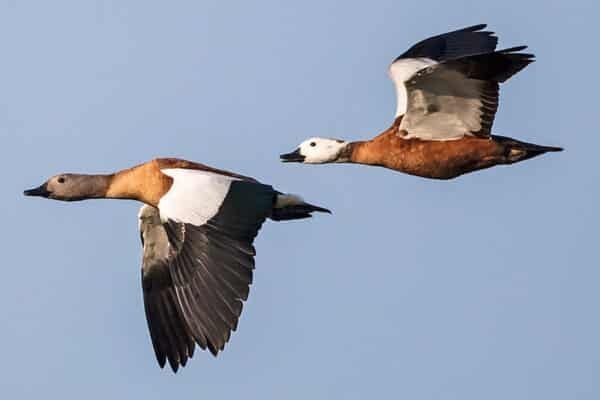 Califar African (rațe gâște exotice călifari Africani)