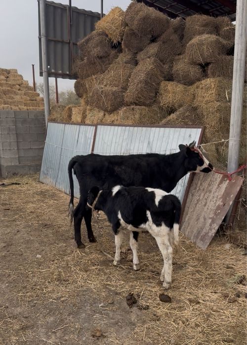 Бұзаулы сиыр бойдак сиырлар сатылады