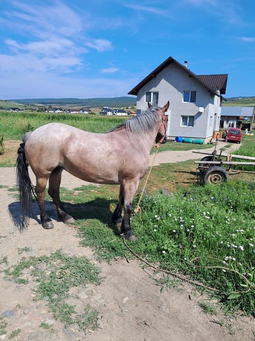 Vând mânz și iapă