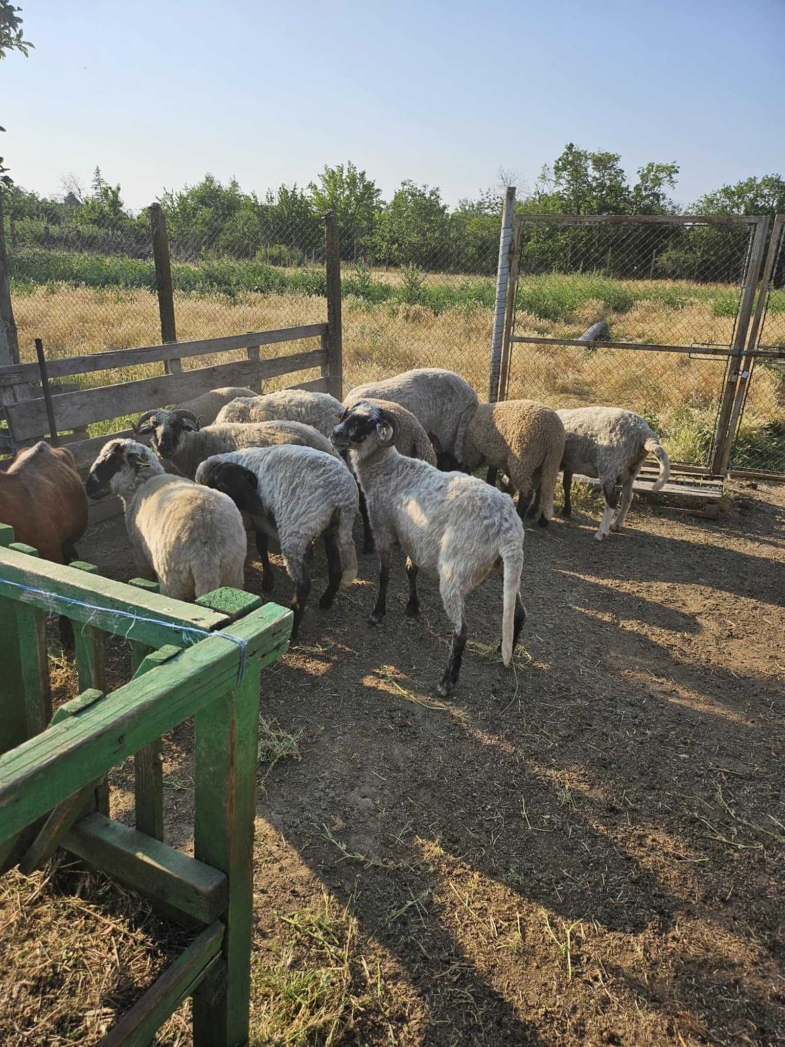 Oi/Mioare de vanzare