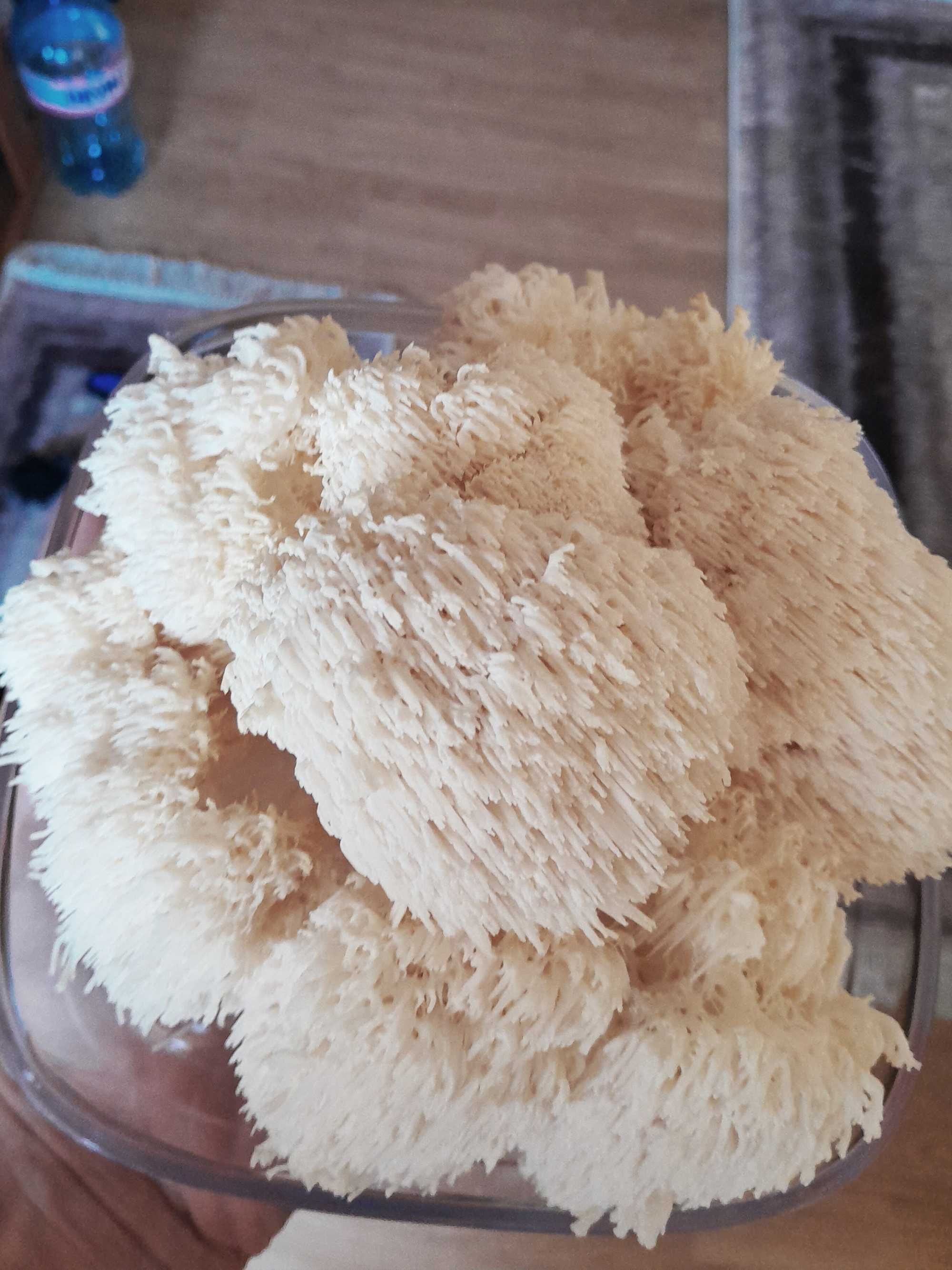 Домашно отгледани гъби Лъвска грива | Fresh Lion's Mane Mushrooms