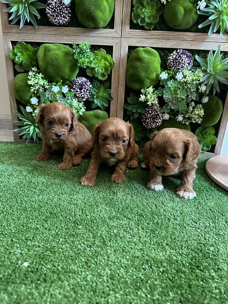 Кавапу /cavapoo