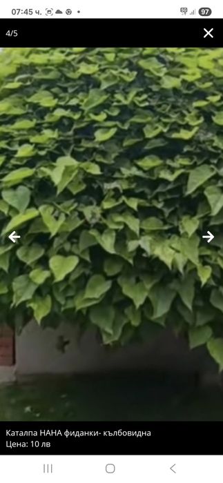 Каталпа кълбовидна фиданки