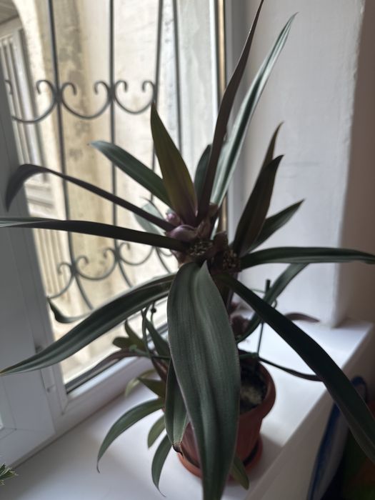 Цветок горшочый традесканция