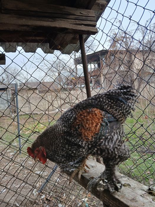 Продам курей брам