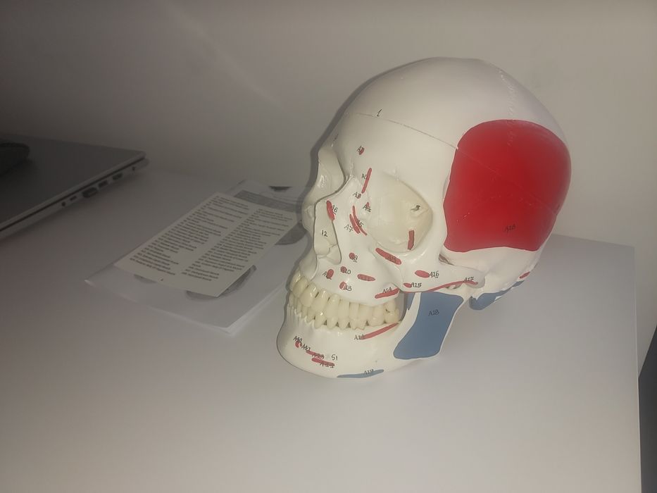 Craniu pentru anatomie – cu structuri osoase și insertii musculare