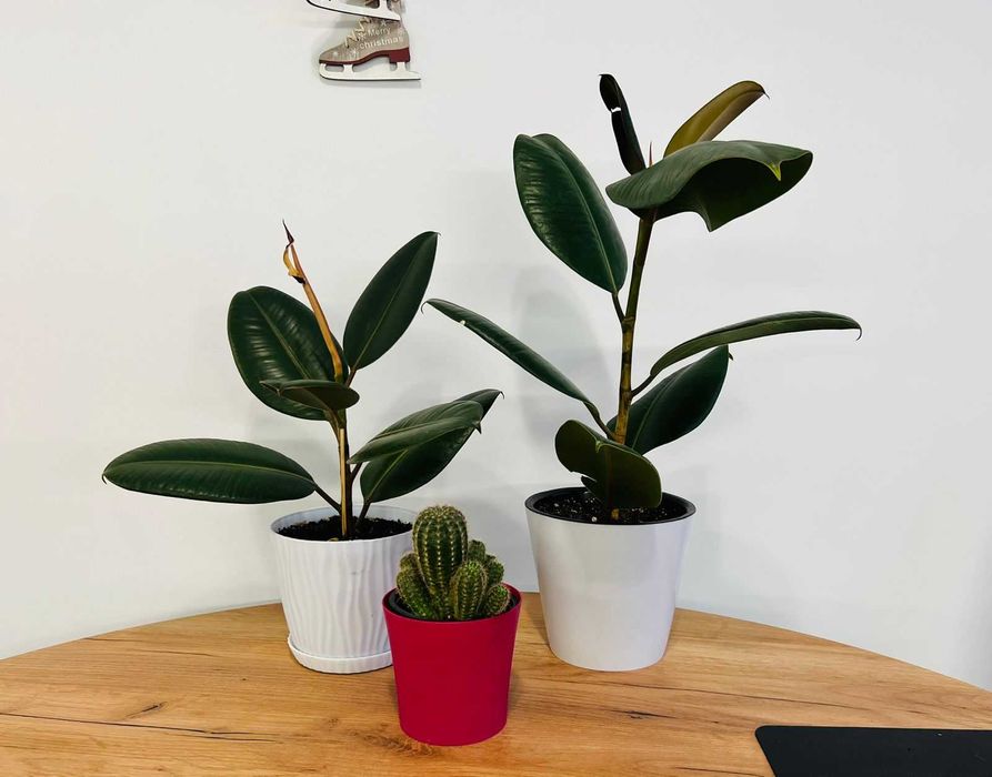 Фикус каучуконосный