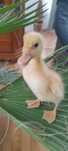 Rate pekin cu crestere rapida