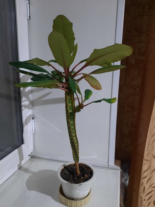 Продам цветок-пальма - молочай беложилковый