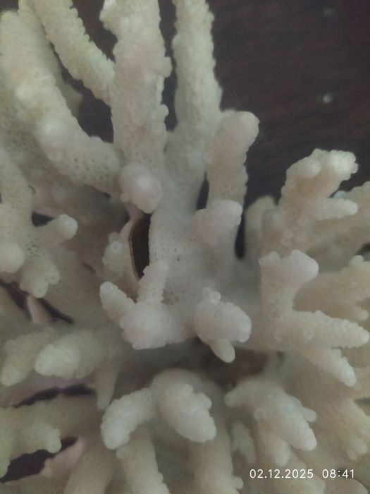 Продам кораллы и ракушки.