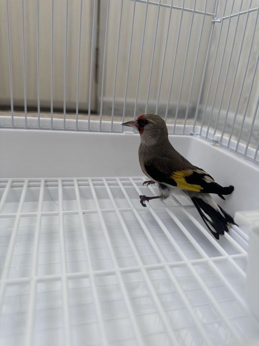 Norchi sotiladi boqlgan qush sayrovda