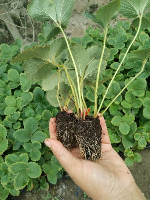 Qulupnay koʻchatlari bor
Ko‘c