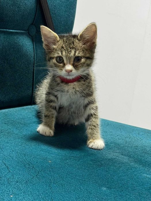 Vand Puiut Pisica American ShortHair