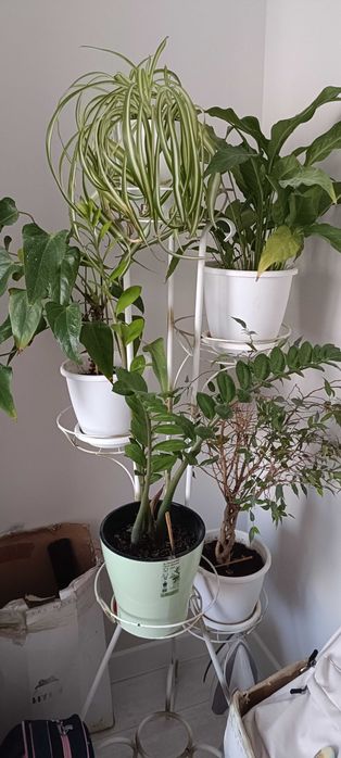 Комнатные цветы со стойкой для цветов