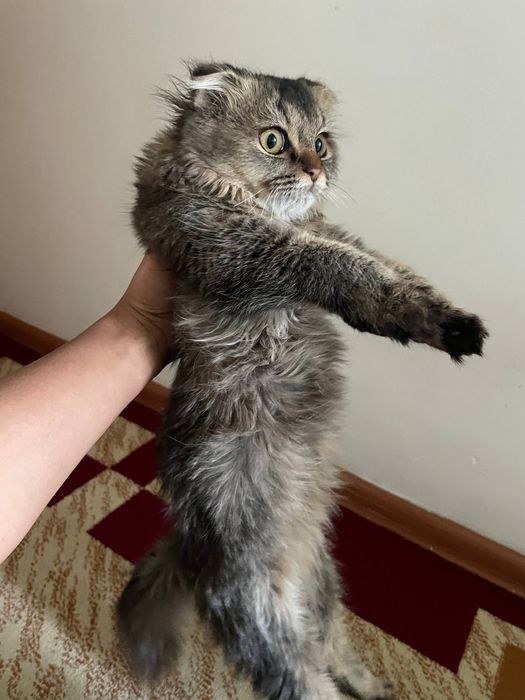 Скоттиш фолд мушуги сотилади