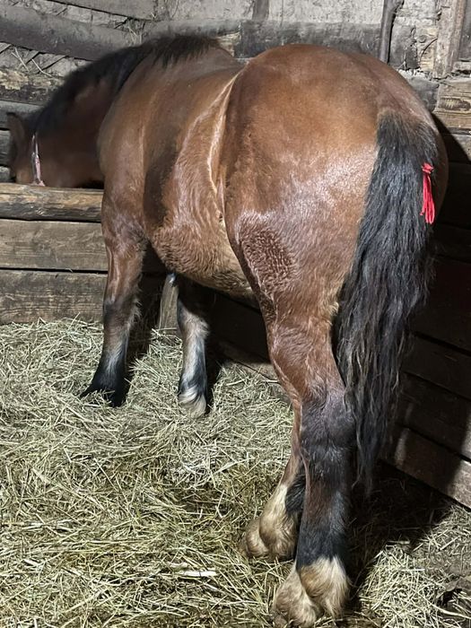 Vand 3 manji de un an si 3 luni