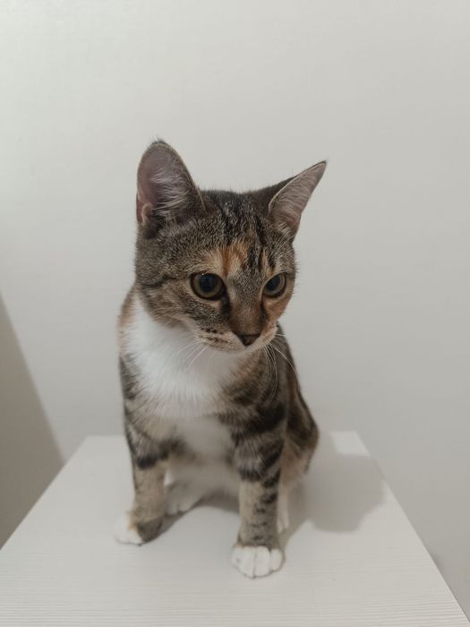 Отдам в хороший руки Котенка