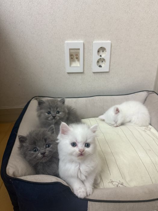 Продаются чистокровные котята британцы