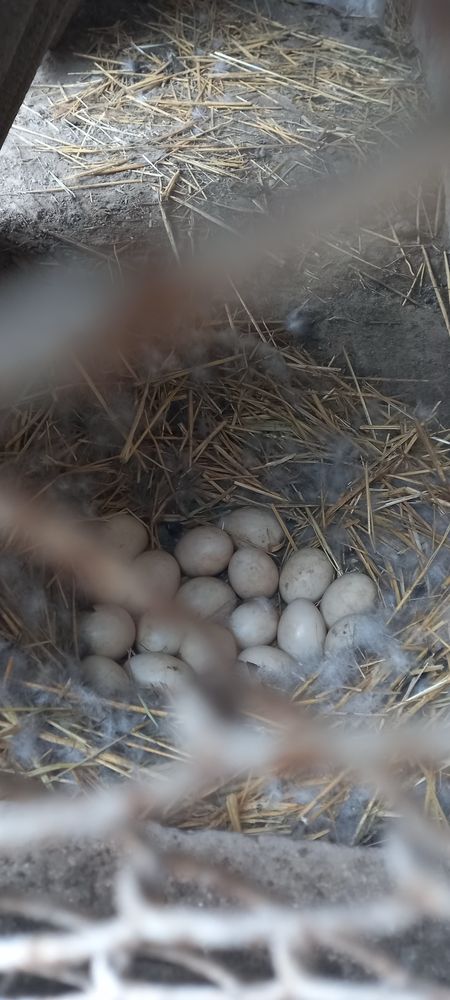 Утиные яйца индауток