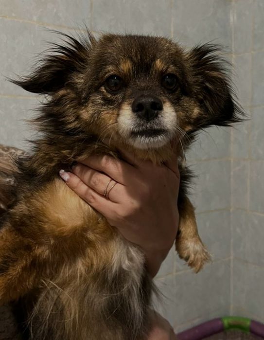 В районе Сайрана найдена маленькая собачка.