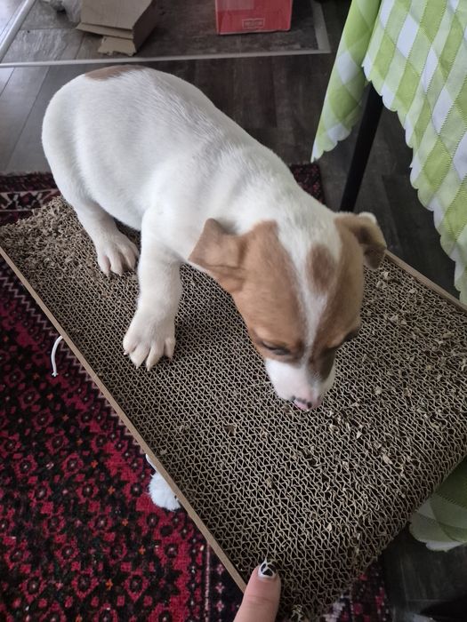 Чистокръвни джак ръсели