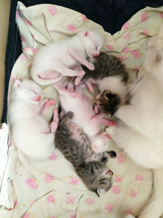 Отдам котят родились 11.11.25