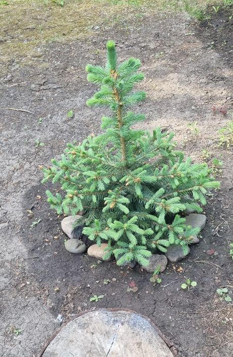 Продам Ёлки, дубы ель голубая, рябина липа, саженцы сеянцы