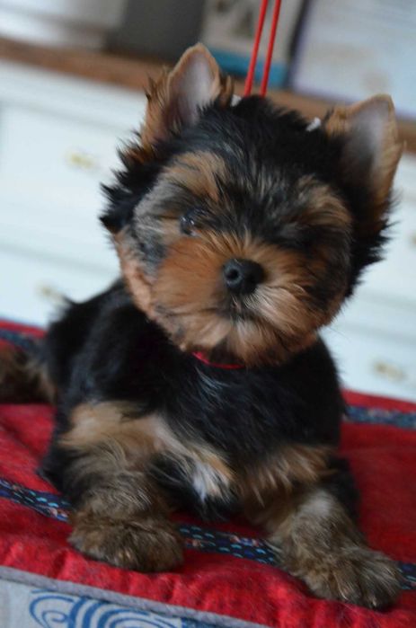 Yorkshire terrier