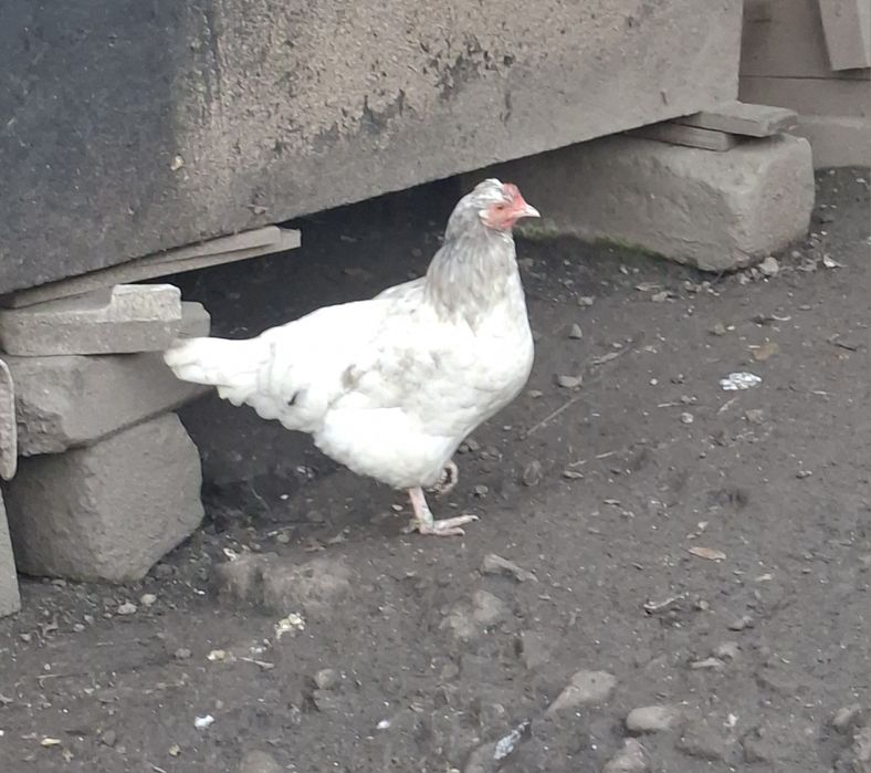 Vand cocoș și puicuțe