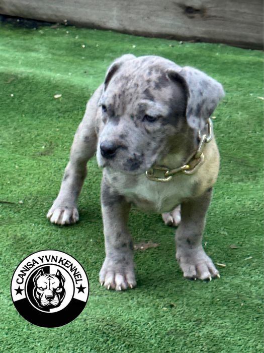 Femela amstaff blue merle