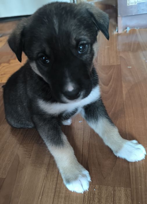 Щенок, бесплатно