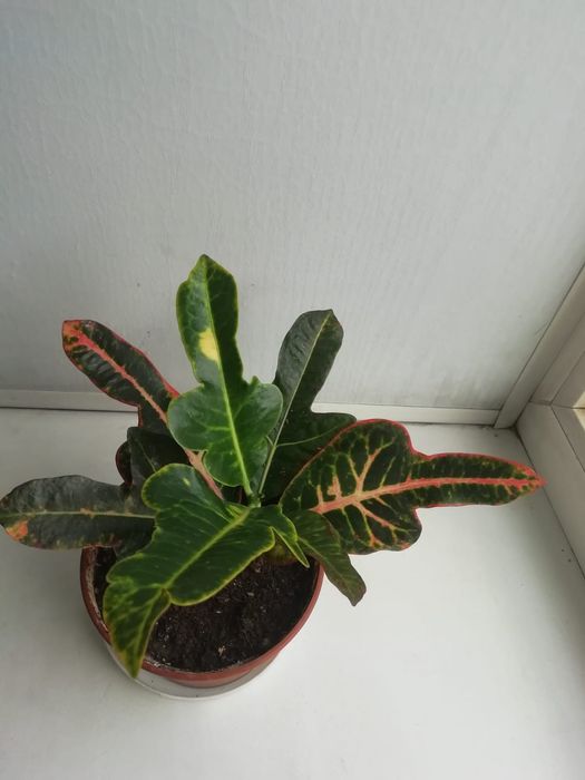 Продам молодой кротончик