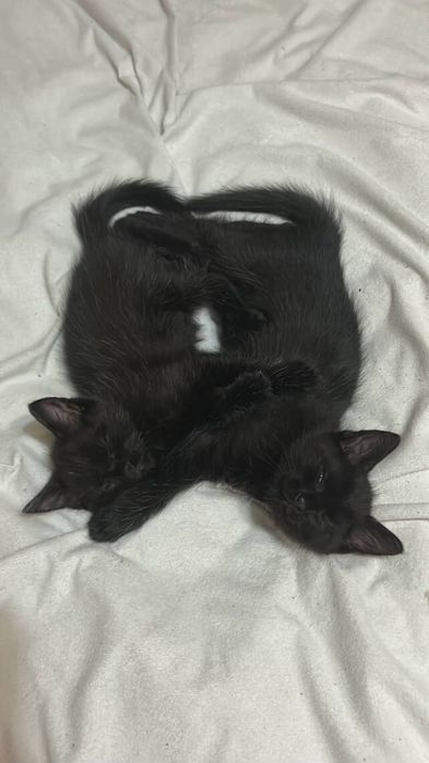 Отдам котят в хорошие руки игривые не шуганные