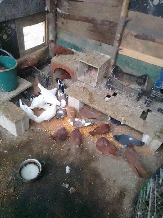 Pporumbei jucători și misirlii de vânzare