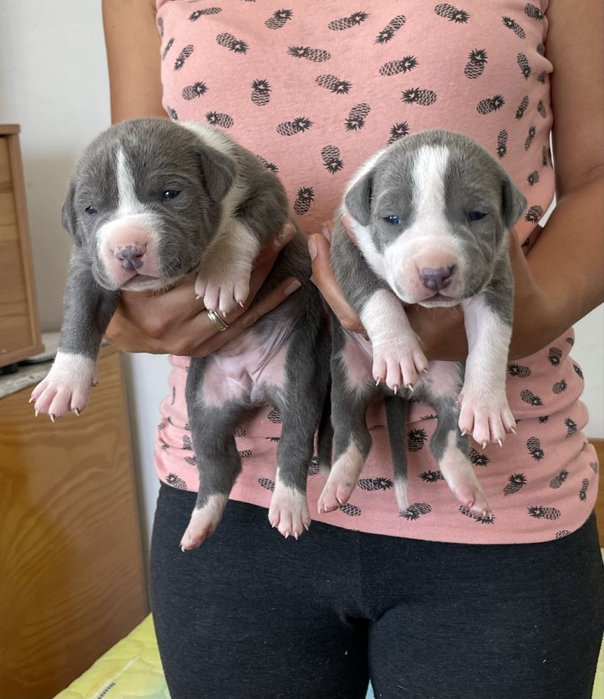 Американски Син питбул/American pitbull /blue nose