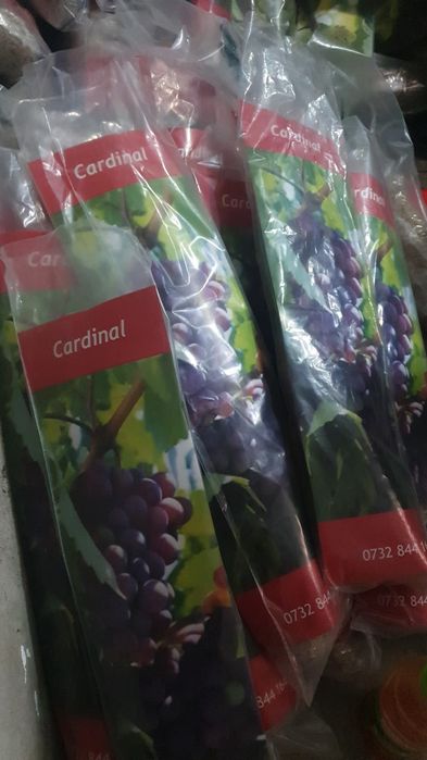 Pomi si vita de vie ambalata pe comanda