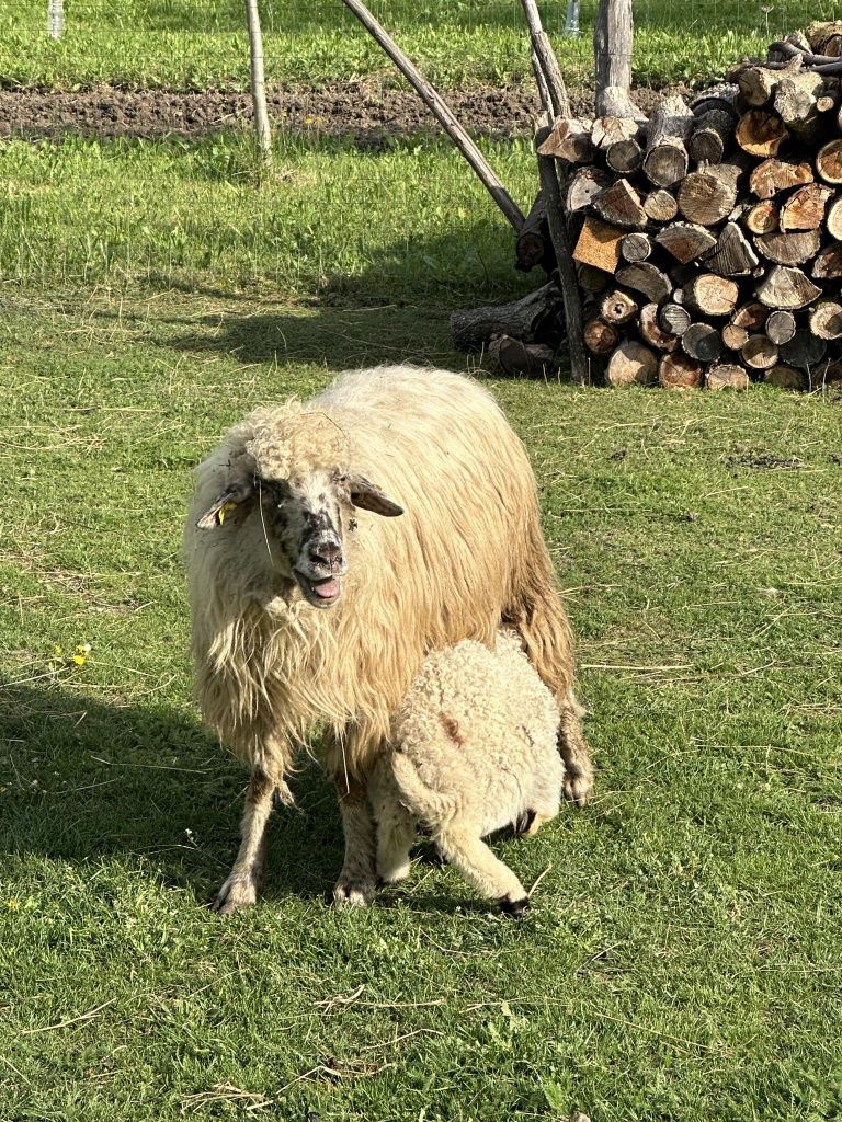 Vând 2 oi cu miel una fără miel