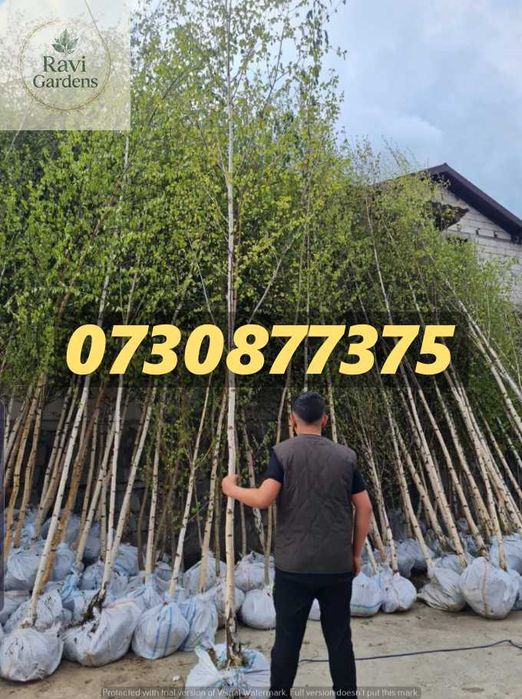 Plante la Balot • Tei, Mesteacăn, Arțar • Scoatere la Comandă