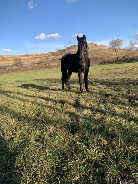 Vând Mânza de 2 ani