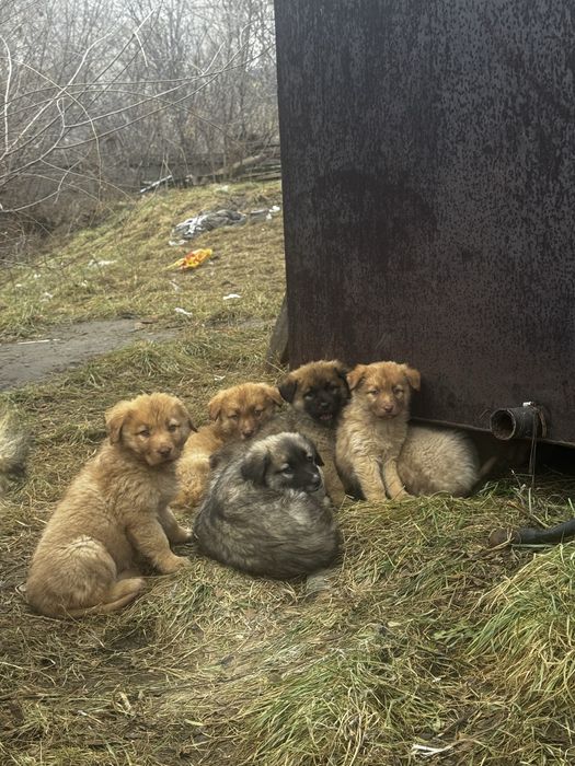 Отдам щенят в хорошие руки