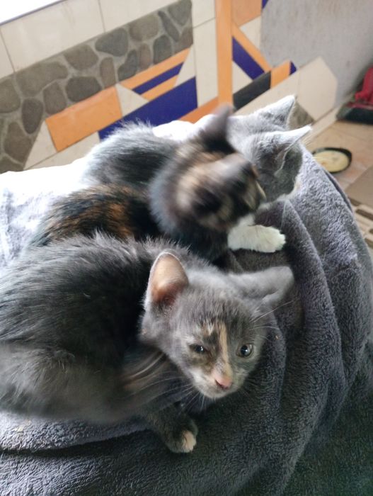 Pt adopție,2 pisicuțe și un motanel