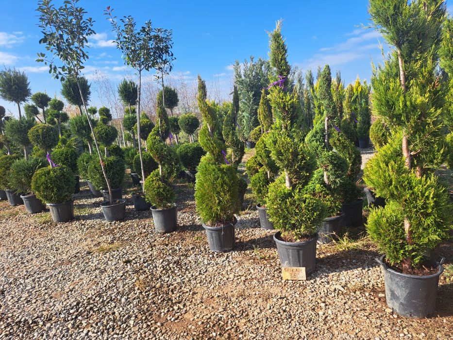 Vând plante ornamentale